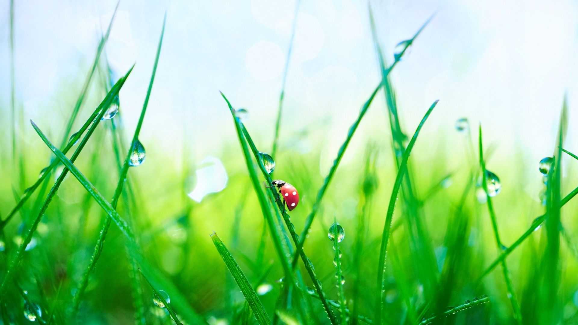 Green blades of wet grass with a ladybug resting near a drop of water